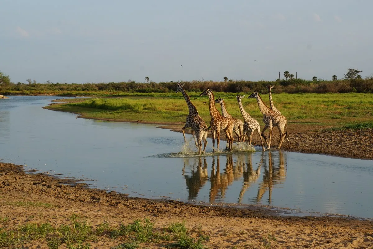 3 Days Safari to Julius Nyerere National Park {Selous Game reserve}